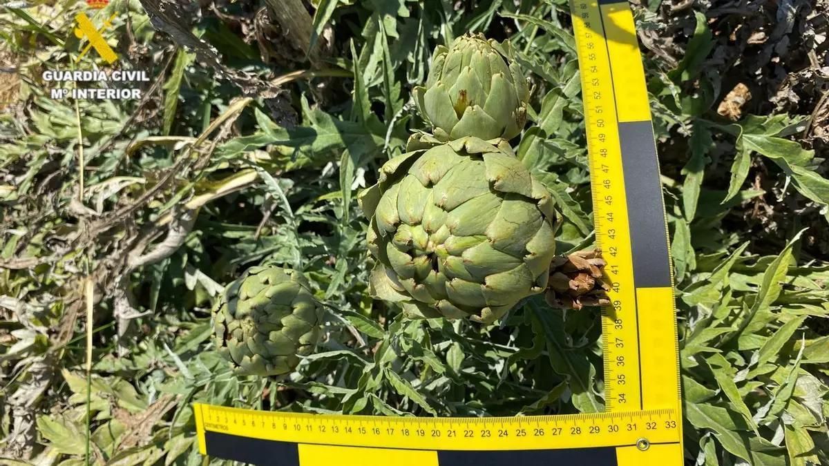 La Guardia Civil destapa una plantación fraudulenta de una alcachofa protegida valorada en 8.000 euros