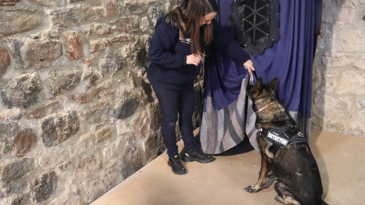 Una ensinistradora de gossos busca bernats marbrejats després que el gos detectés que n&#039;hi havia.