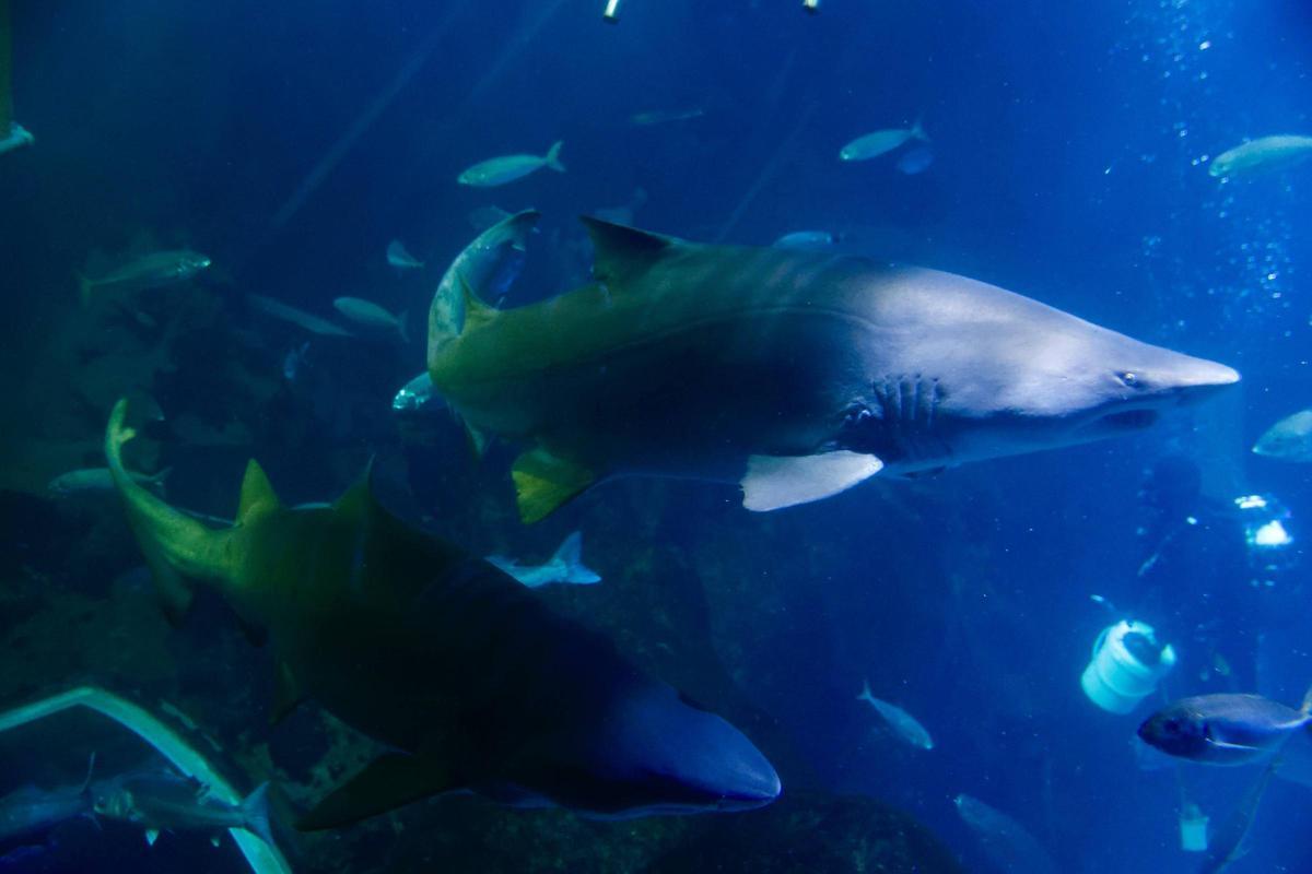 Los tiburones "Currín" y "Elisa", grandes reclamos del Acuario de Gijón (en imágenes)