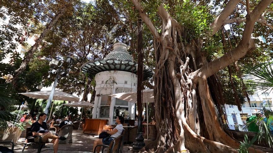 5 rincones donde refugiarse del calor bajo ficus centenarios