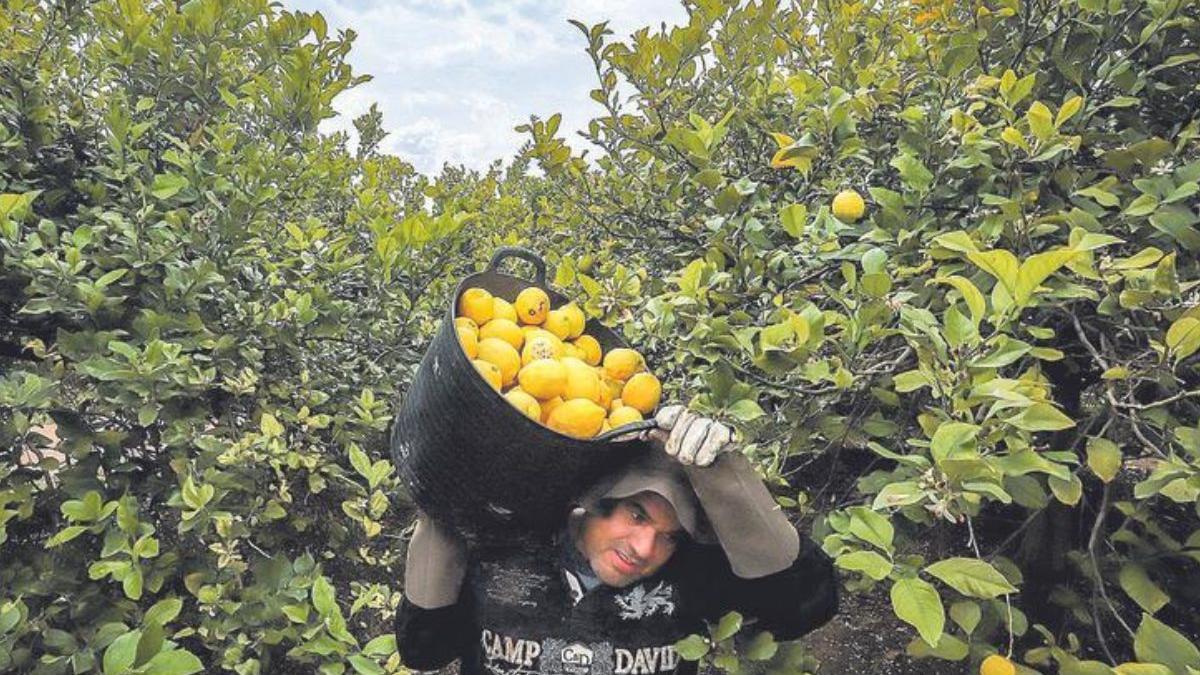 Imagen de la recolección de limones en la huerta y campo de la Vega Baja, principal zona productora de España.