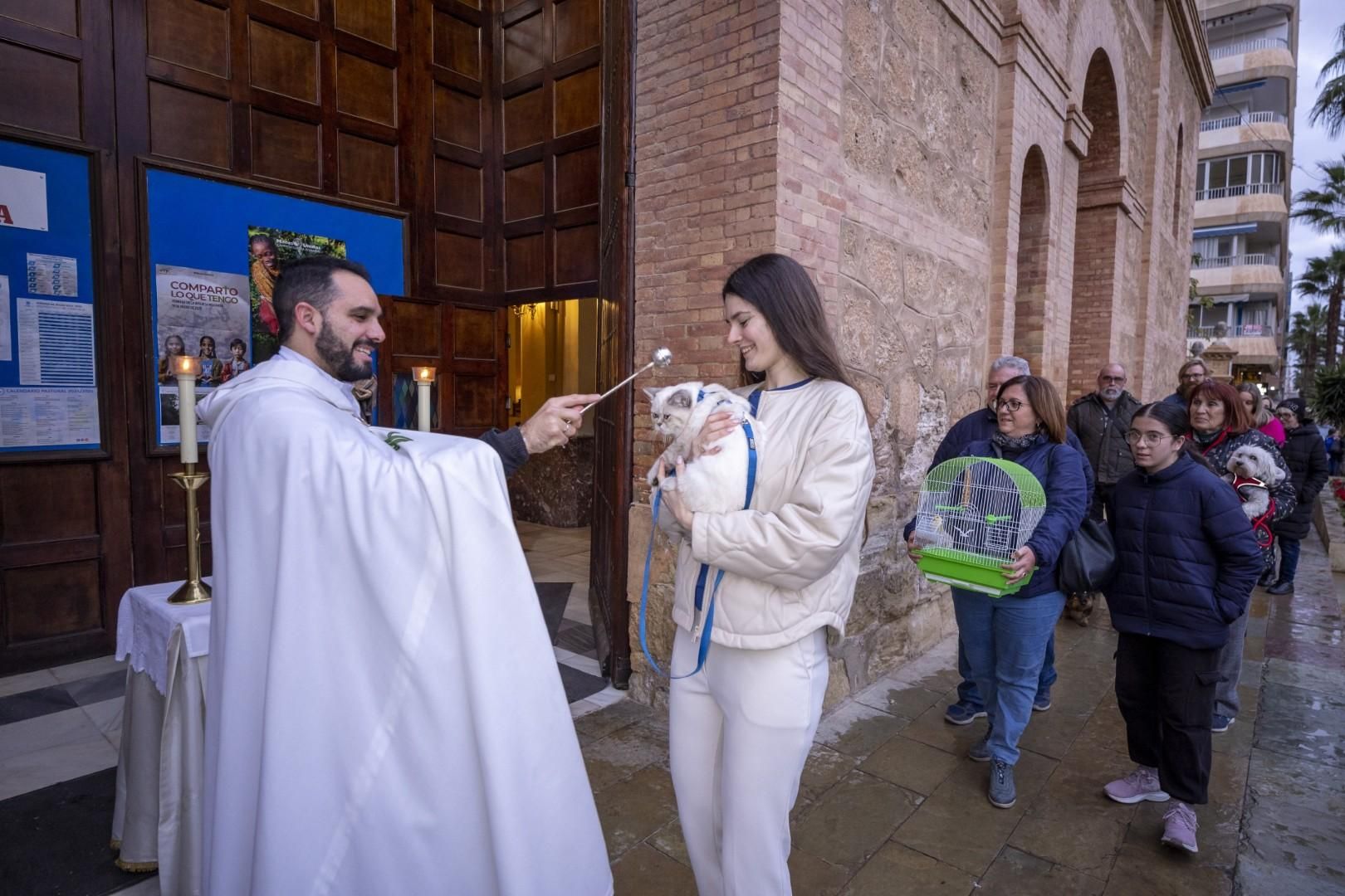 Bendición de animales por San Antón bajo una lluvia invernal en Torrevieja