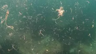 Un mar de toallitas en el Cabo de la Huerta de Alicante