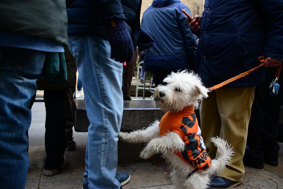 En imágenes | Bendición de los animales por San Antón en la iglesia de San Pablo