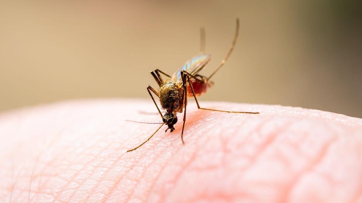 Mosquito picando a una persona