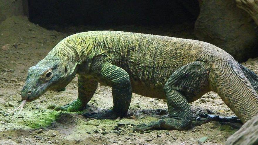 Drac de Komodo