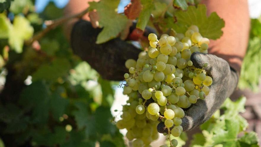 Las lluvias auguran una buena cosecha en frutales y una mejor vendimia en Tenerife