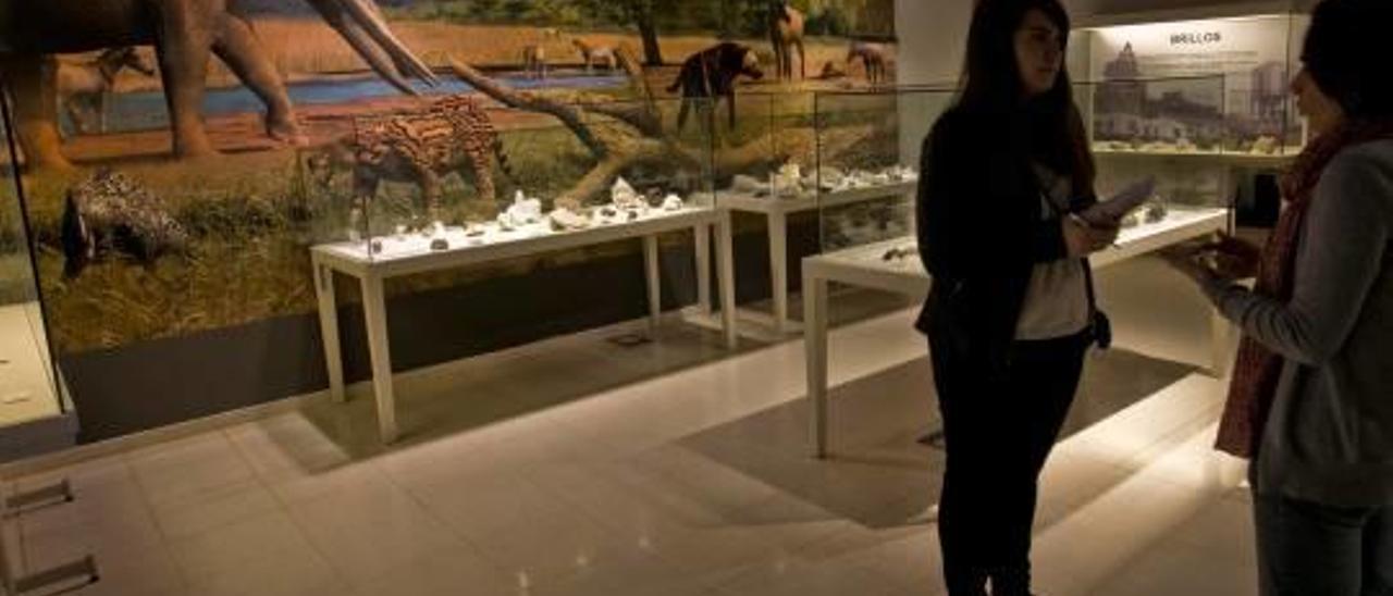 El Museo Paleontológico de Elche, gestionado por la Fundación Cidaris y en cuyo patronato está el Ayuntamiento, requiere un ascensor para permitir que las personas con movilidad reducida puedan visitar la planta superior. También necesita pintar paredes y techos.