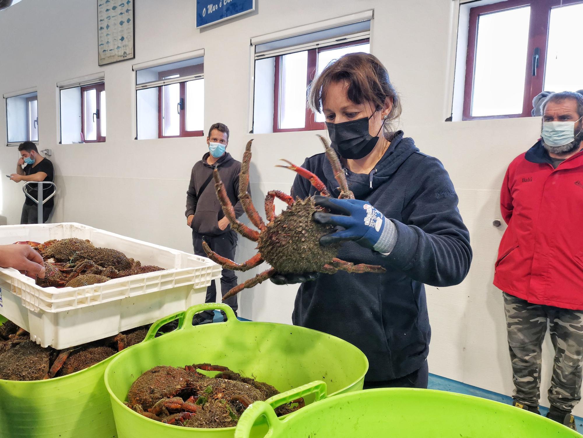 La campaña del "marisco rey", la centolla, arranca en Cangas y Bueu