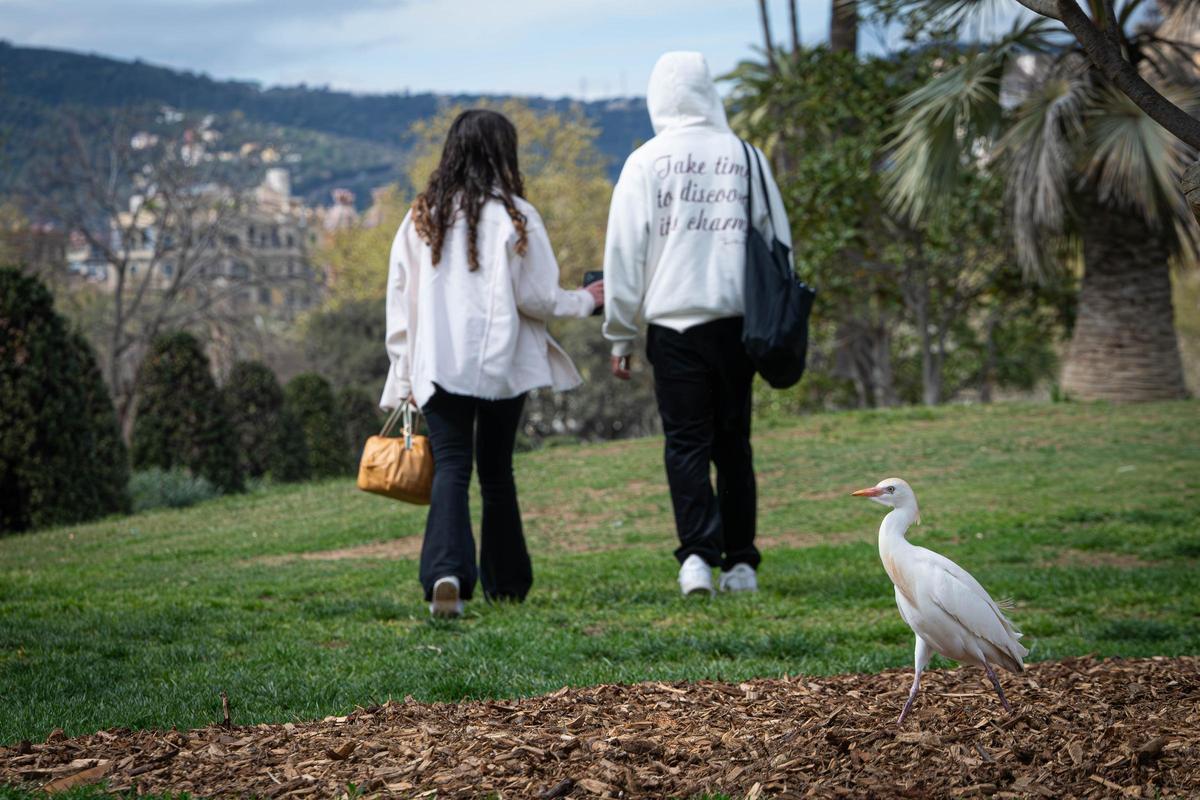 Garcilla Bueyera en el parque de la Ciutadella