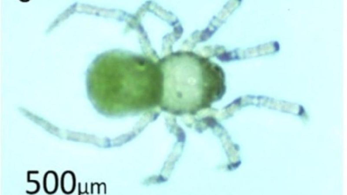 Descubre una nueva especie de araña en la Cueva de Nerja.