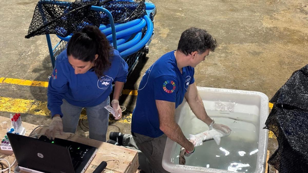 CLÍNICA DE TIBURONES | Una «clínica de reproducción asistida» para tiburones del Mediterráneo busca en València cómo salvarlos de la extinción