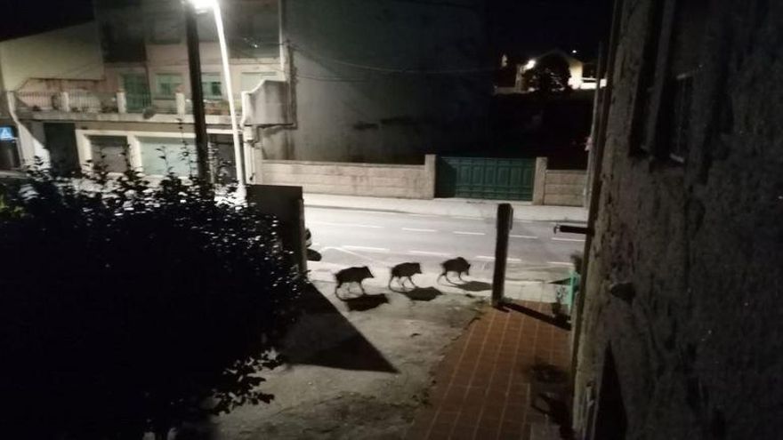 Si los jabalíes evitan las trampas podrían ser cazados con flechas
