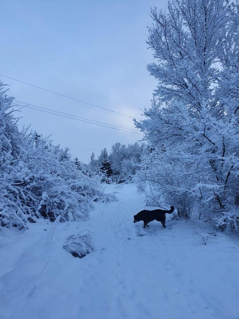 El azote del invierno en Aragón