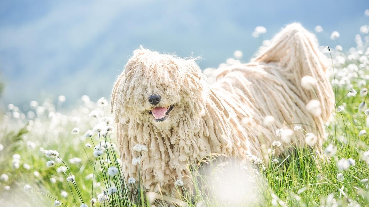 Razas raras de perro: Puli