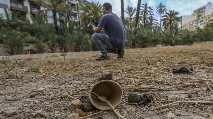 Algunas de las palmeras secas del huerto Tomballops, en la ladera del río, junto al puente de la Virgen. | NOMBRE FEQWIEOTÓGRAFO