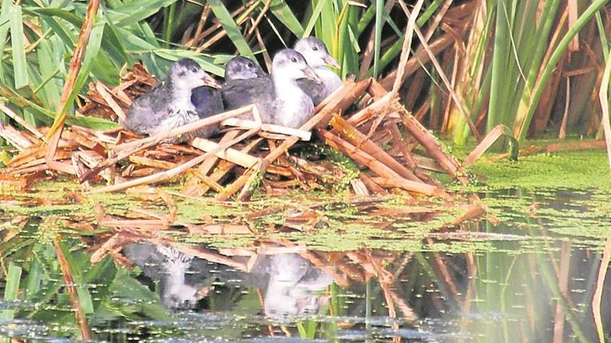 La desembocadura del río Millars recibe a decenas de aves acuáticas