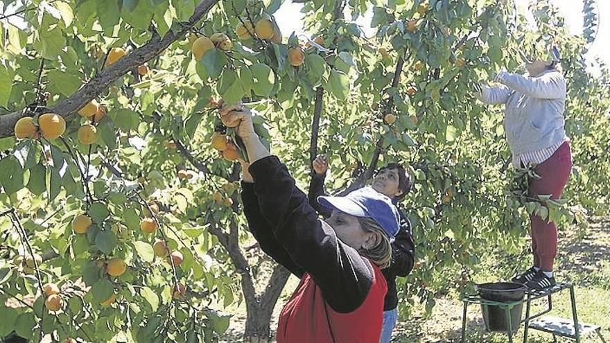 Precios justos en el campo