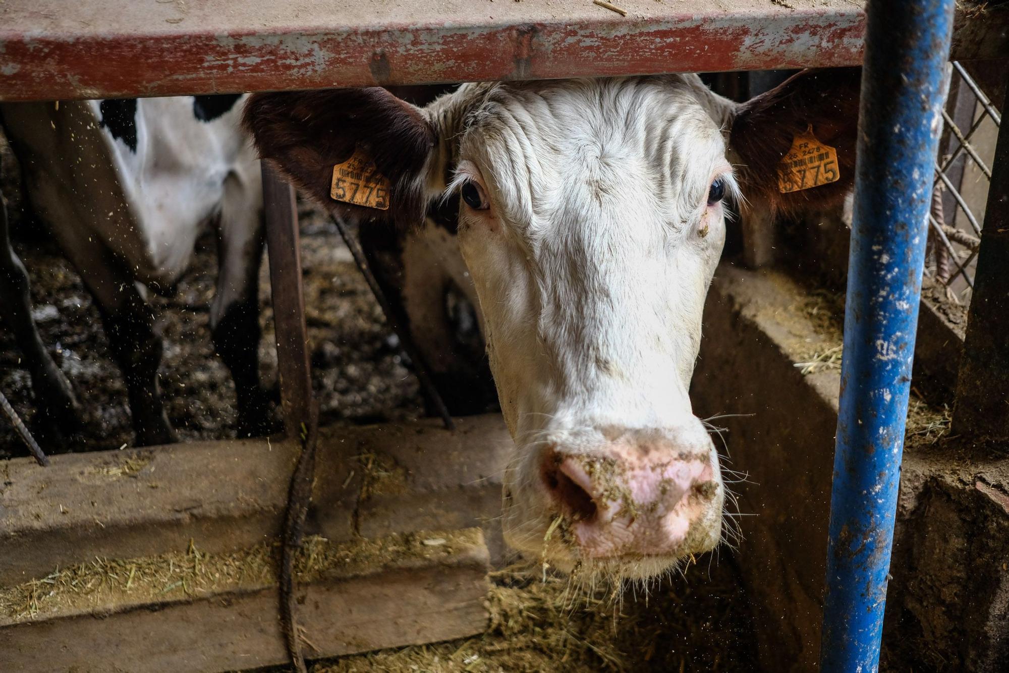 Judith González, ganadera de Valsequillo con casi un centenar de vacas