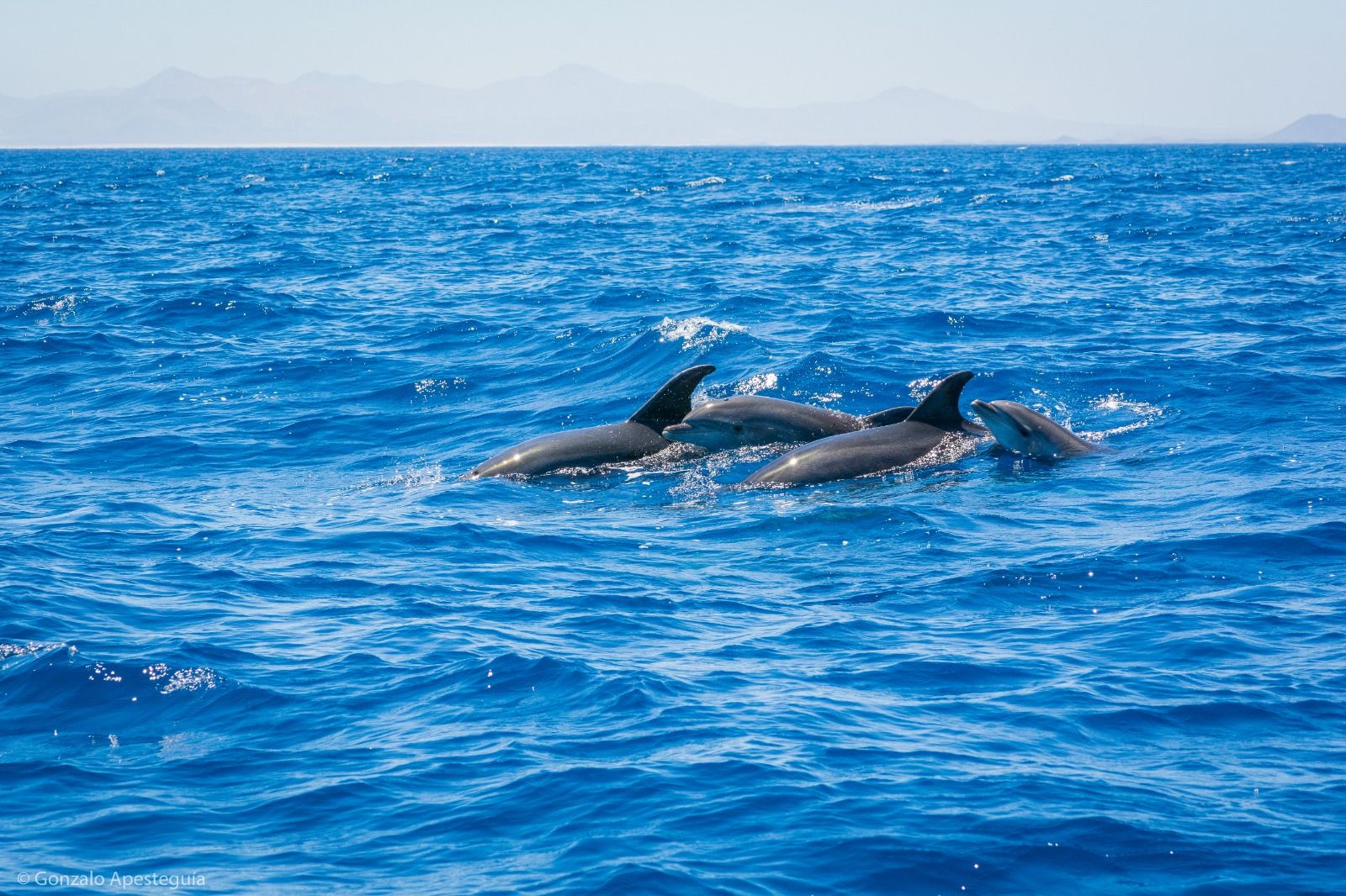 Cetáceos y catamarán 100% eléctrico en Lanzarote