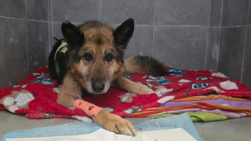 El pastor alemán cuando llegó al Refugio de Cambados. |  FdV