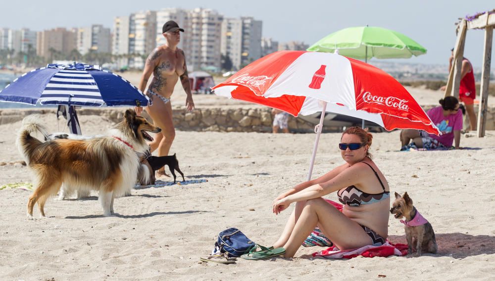 Playa de perros de Agua Amarga