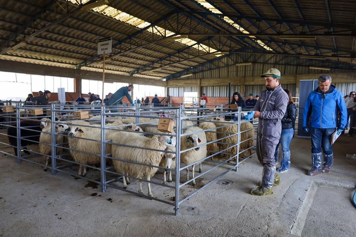 GALERÍA | Miranda do Douro exhibe carne de alta calidad