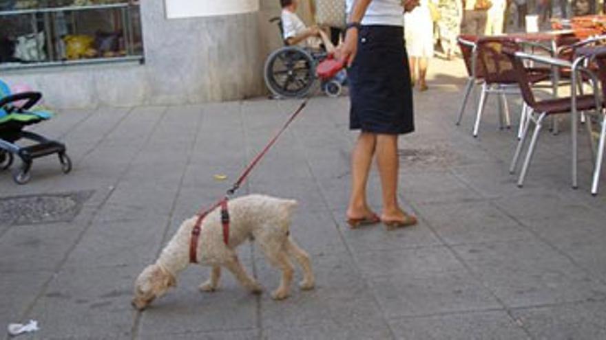 Recuerdan que está prohibido dejar excrementos en las calles