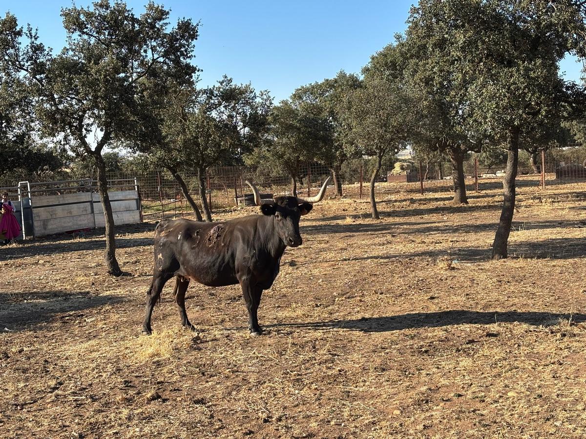 GALERÍA | Alumnos de la Escuela Taurina de Navas del Rey participan en una retienta en la ganadería Toros Villalpando