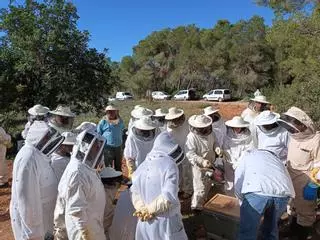 El Consell de Formentera donará suplementos alimenticios a los apicultores por la sequía