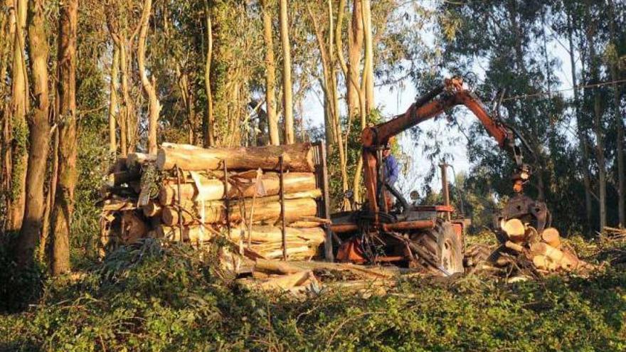 Tareas madereras en Lourizán, uno de los usos más comunes de aprovechamiento del monte.  // R. V.