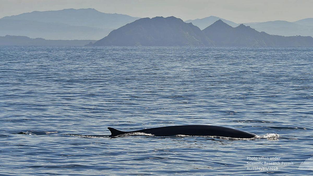 Una de las ballenas estudiadas por el BDRI en las Rías Baixas durante la anterior edición del proyecto Balaenatur.