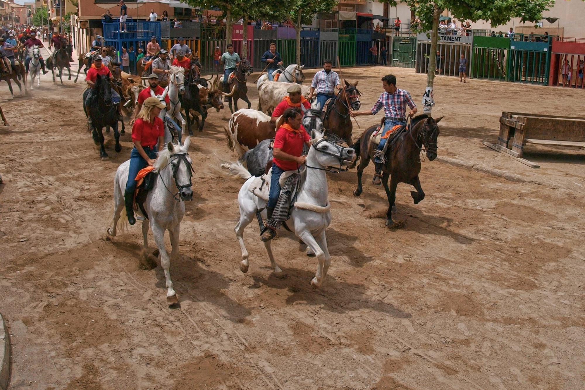 Revive el encierro campero de Sant Joan de Moró