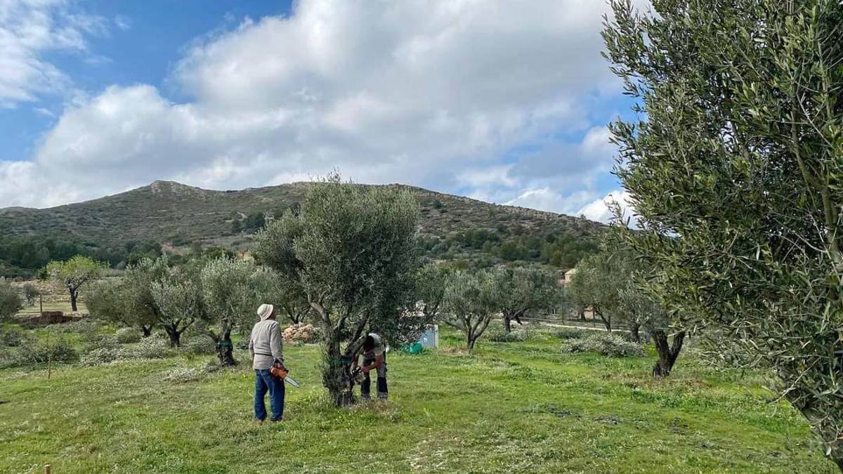 La finca de olivos de "Tossut" de la Muntanya Gran