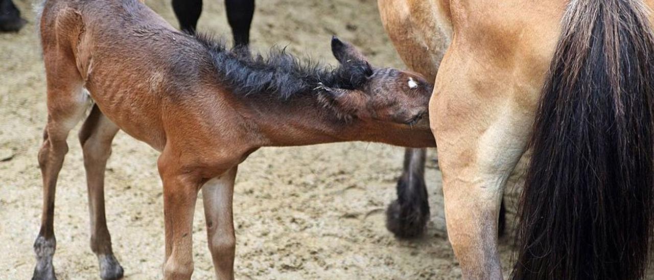 Un potro mama antes de un curro en la parroquia estradense de Sabucedo. Bernabé/Cris M.V.