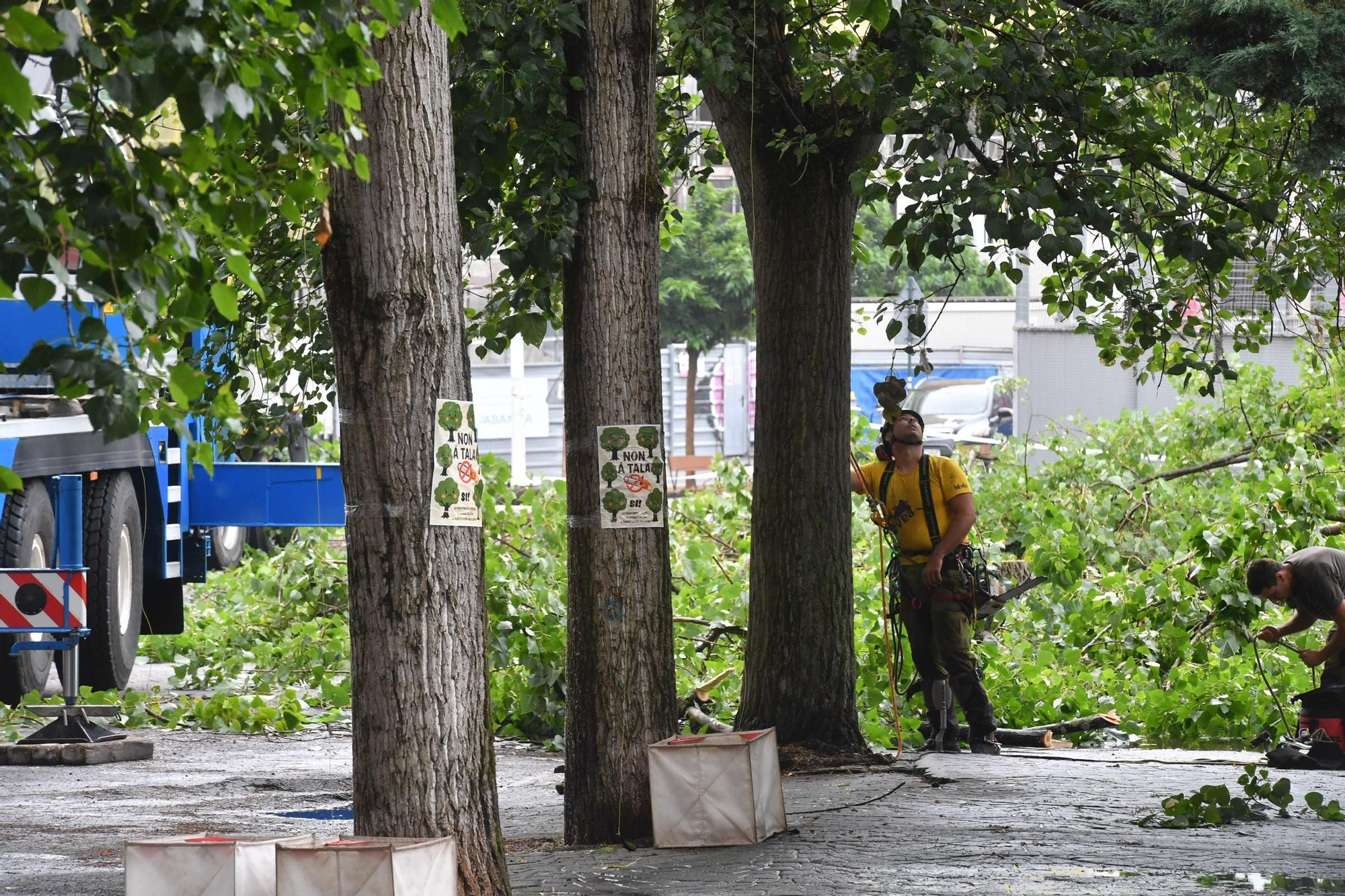 Tala de árboles en el entorno de la plaza de la Tolerancia