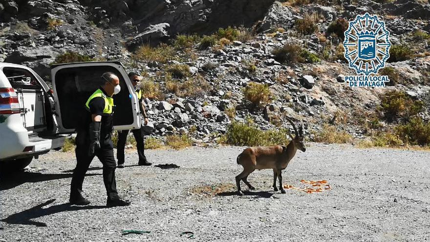 Cabra montesa liberada por la Policía Local.