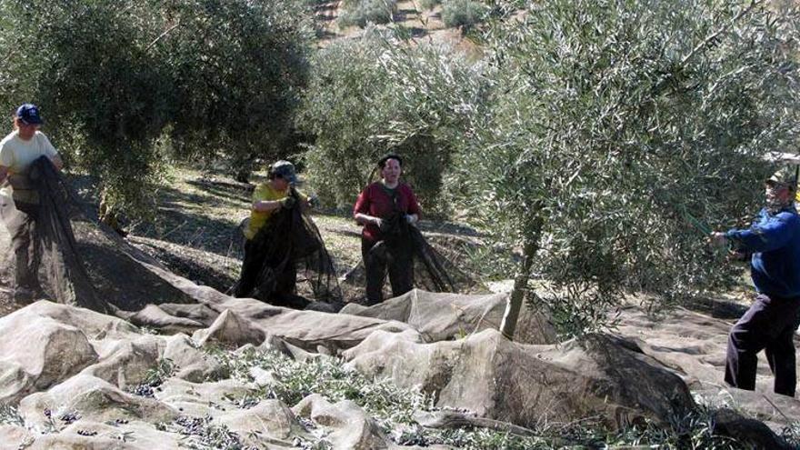 El precio del aceite de oliva cae un 30% al situarse por debajo de 2 euros