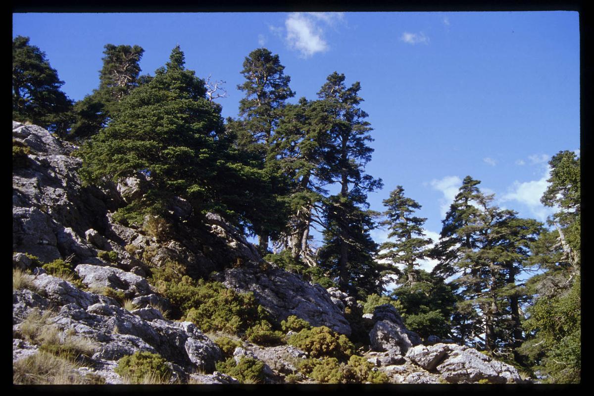 MLG.28/07/99. SIERRA DE LAS NIEVES 9/9/01 (D22MO-1); 7/10/01 (D22MA-2); 16/3/02 (S44-45MO-2). Paisajes. Parques naturales. Reservas. Sierra de las nieves. Arboles. Pinsapos