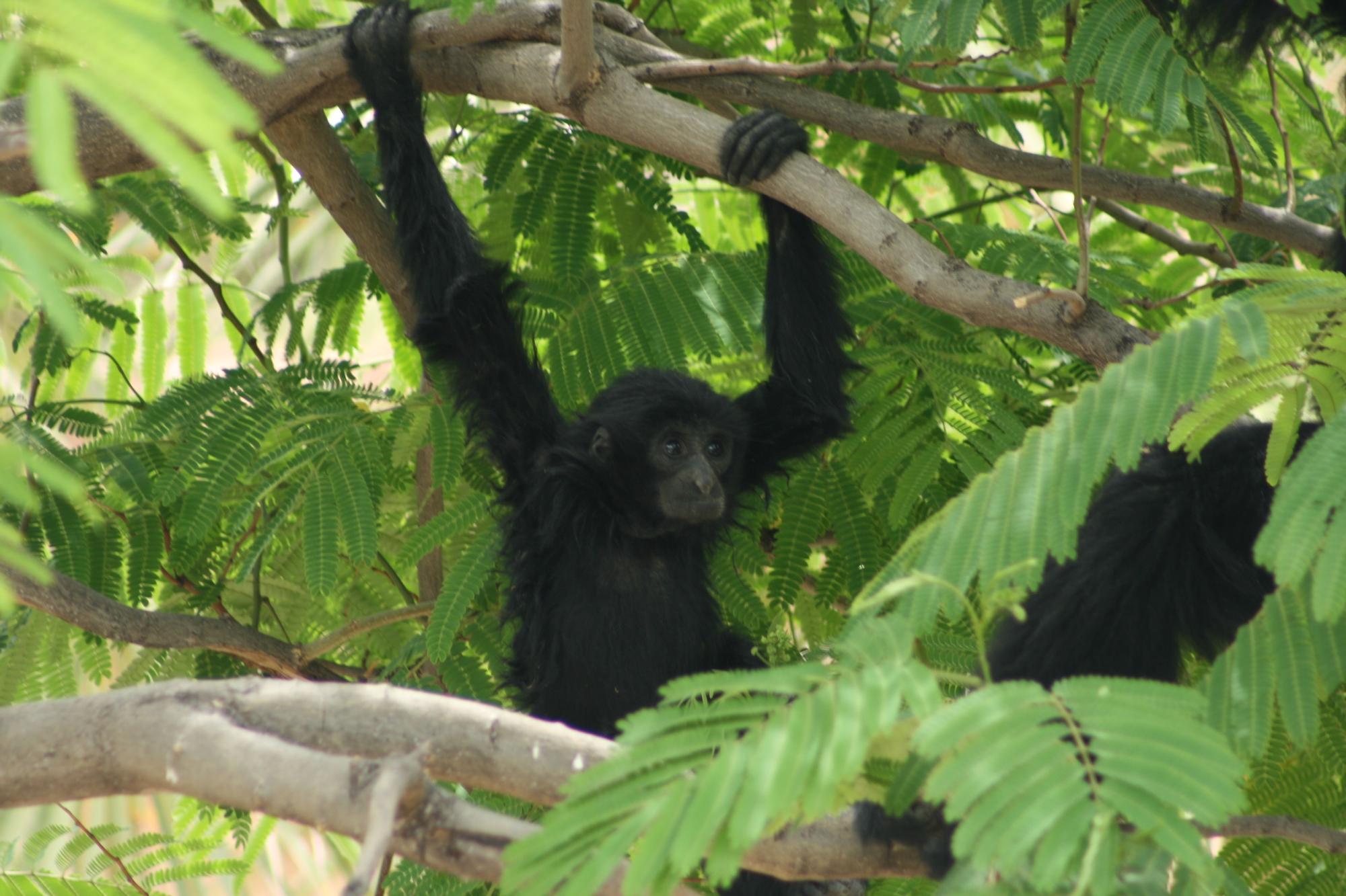 Asia Siamang Shanka y cria.JPG