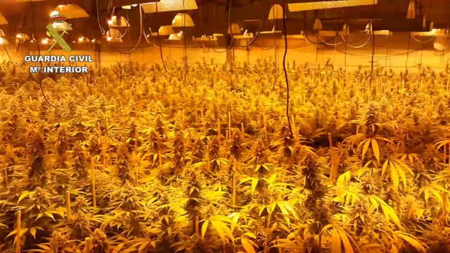 Desmantelada la mayor plantación de marihuana 'indoor' de la provincia