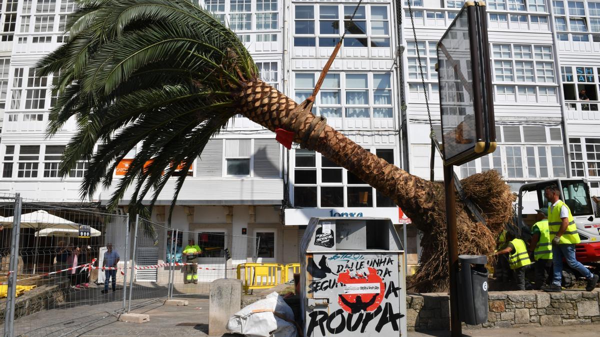 Instalación en la Marina de una palmera trasladada desde O Ventorrillo