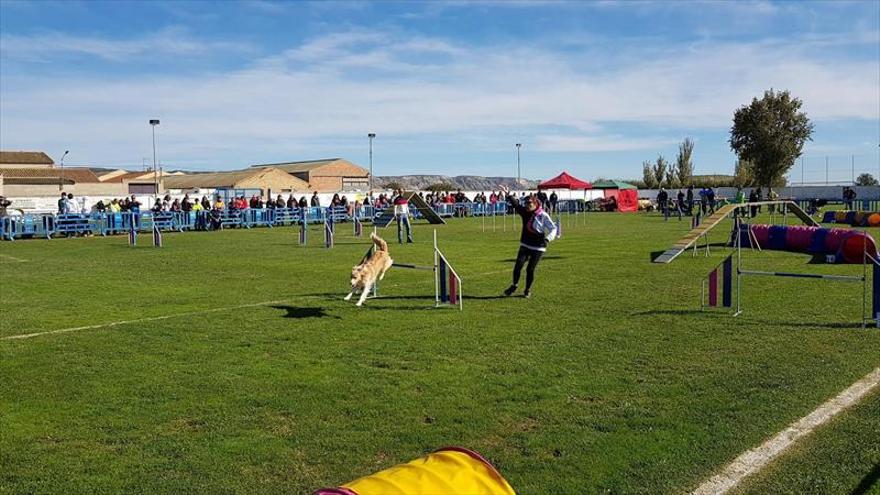 Los mejores perros de España compiten en la localidad