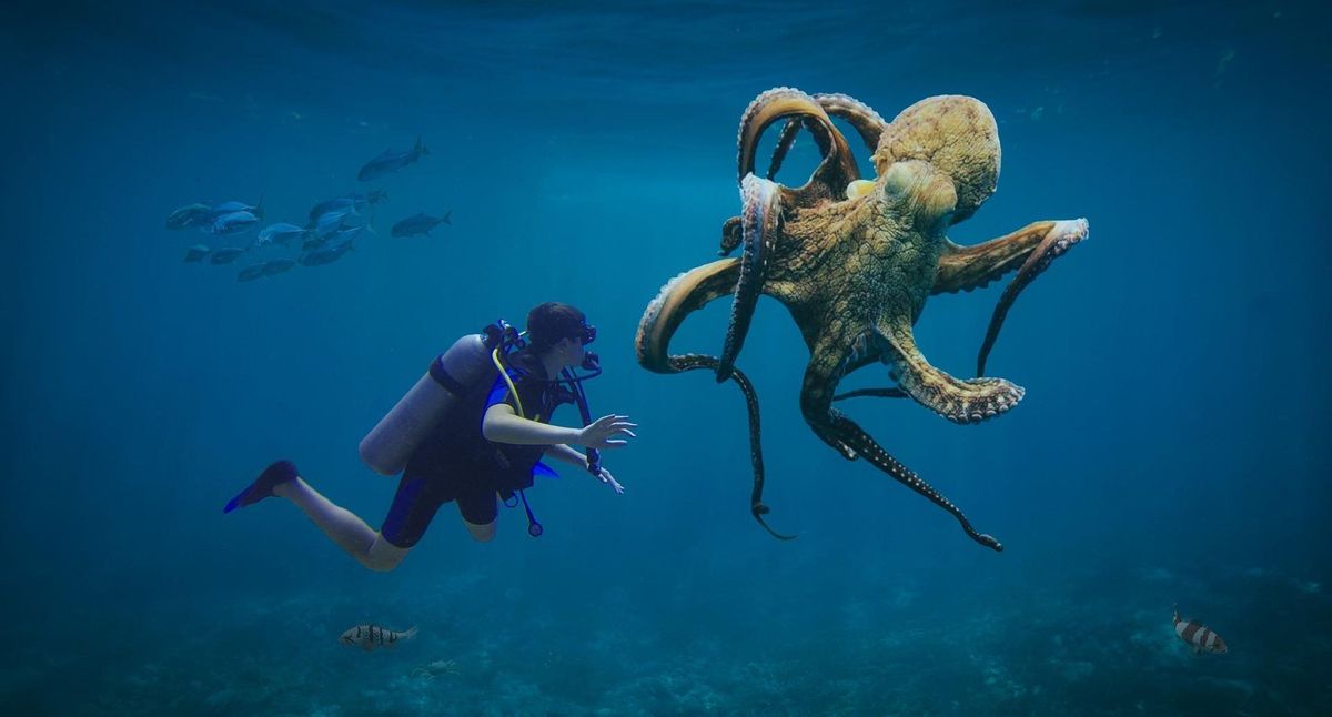 Un buceador junto a un pulpo.