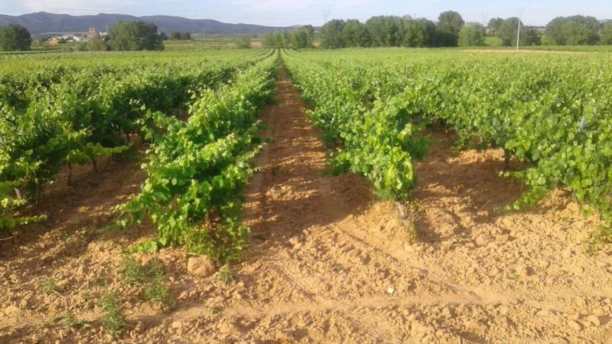 La viticultura de Castelló reivindica su solera