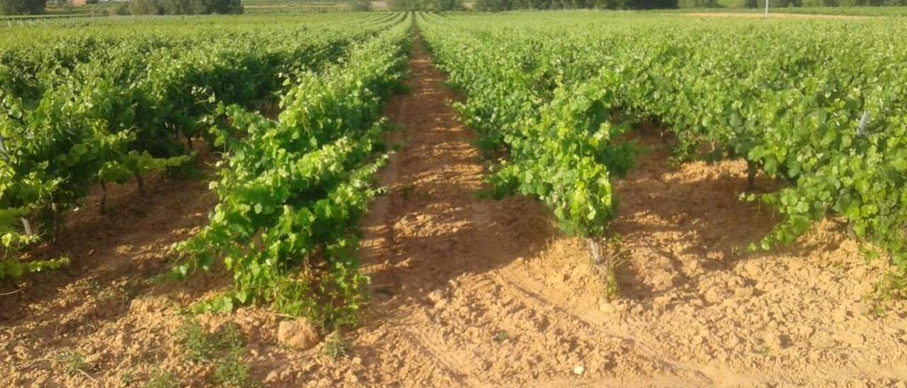 La viticultura de Castelló reivindica su solera