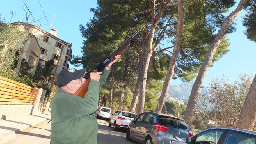 Imágenes de la actuación llevada a cabo ayer para combatir la plaga de la procesionaria que afecta a los pinos del Port de Sóller.