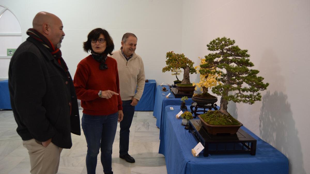 50 bonsáis centenarios se exponen en el Museo de Etnobotánica