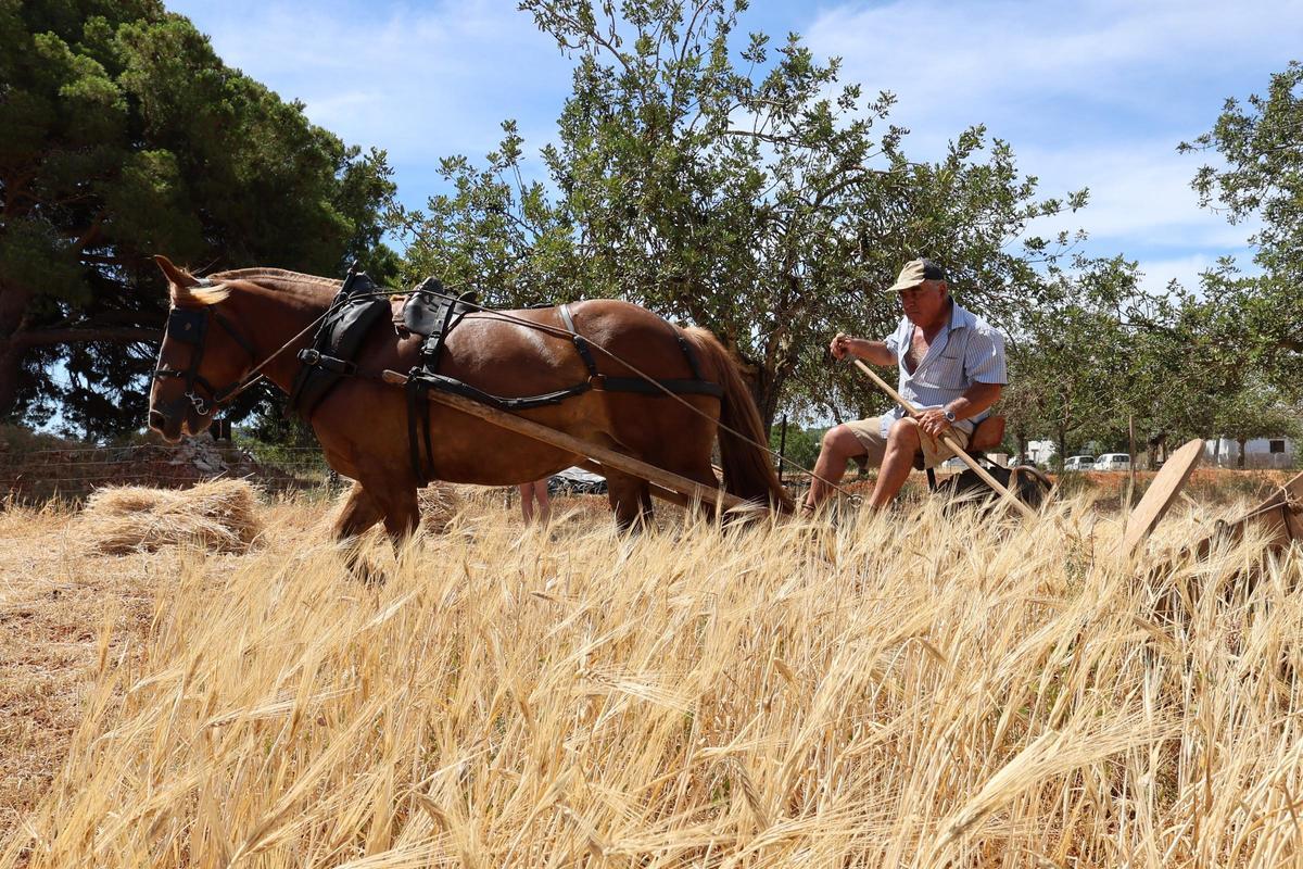 Galería: imágenes de las jornadas ‘De l’era al paller’ en Sant Carles Galería: imágenes de las jornadas ‘De l’era al paller’ en Sant Carles