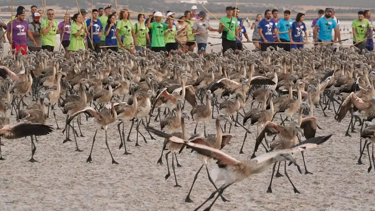Récord de nacimientos de flamencos en Fuente de Piedra